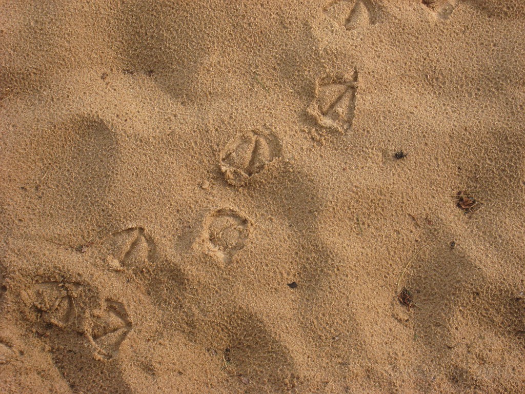 Michigan TC 2010-07 2400.jpg - The Michigan West Coast Tour of July 2010. From Luddington State Park to Traverse City for the Cherry Festival!